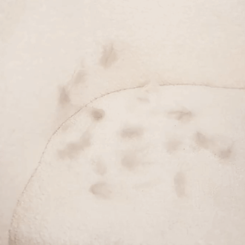 Brosse Anti-poils - FURPALM Globanove